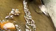 Mass Fish Death in Karnataka's Shishila River Raises Alarm