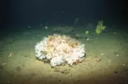 Massive Sponge Mounds Discovered in Well-Known California Deep-Sea Area
