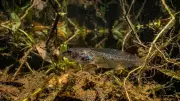 Microplastics Found in Every Tadpole Sampled in Amazon Study