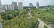 Miyawaki Forests in Bengaluru Need More Than Just Trees for Benefits
