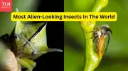 Most Alien-Looking Insects in the World and Forests to Find Them