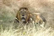 Mumbai Zoo Approves Lion Exchange with Gujarat's Sakkarbaug Park