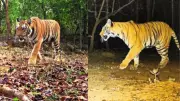Mystery Tigress Appears in Chhattisgarh's Udanti-Sitanadi Reserve