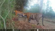 Mysuru Forest Dept Curbs Human-Tiger Conflict with Water Management