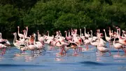 Navi Mumbai Flamingo Lake to Triple to 36 Hectares Awaiting CM Nod