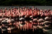 Navi Mumbai Wetlands Need Urgent Restoration as Flamingo Numbers Surge