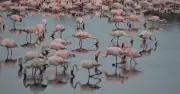 Navi Mumbai Wetlands Revival Sought as Flamingos Flock to NRI Lake