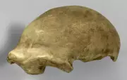 Neanderthal Discovery: How a Cave Find Revolutionized Human Evolution Science