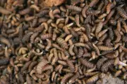 Neanderthals Ate Maggots, New Study Reveals Surprising Diet