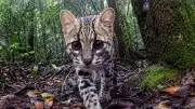 New Camera Reveals How Animals See the World in Motion