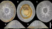 New Giant Limpet Species Discovered at Record Depth in Pacific Ocean