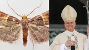 New Moth Species Named After Pope Leo XIV Discovered in Crete