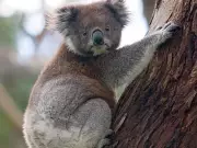 New Prehistoric Koala Species Discovered in Western Australia Caves
