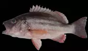 New Snapper Species Lutjanus Arakan Recorded in Indian Waters at Gopalpur
