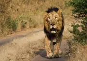No New Babesia Cases in Lions for 3 Days, 17 Under Observation in Gujarat