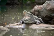 Odisha Woman Escapes Crocodile Attack by Striking Its Eyes with Spoon