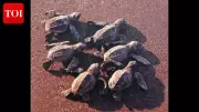 Olive Ridley Turtle Nesting Declines in Goa This Season