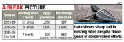 Olive Ridley Turtle Nesting Drops 60% on Mangaluru Coast Despite Conservation