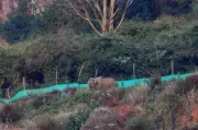Ooty Residents Fearful as Lone Wild Elephant Roams Near Fun City Area