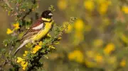 Over 180,000 Yellow-Breasted Buntings Counted in First Multi-Country Winter Roost Survey