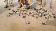 Over 48,000 Olive Ridley Turtle Hatchlings Released in Tamil Nadu