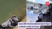 Parisians Form Human Chain to Rescue Dog from Seine River