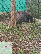 Partially Blind Gaur Shifted to Shivamogga Zoo, Doing Well