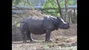 Patna Zoo in Talks with Singapore Zoo to Acquire White Rhinos