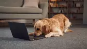 Paws Life: What If My Clever Dog Had a Social Media Account?