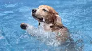 Pet resorts in Coimbatore thrive as owners seek reliable care