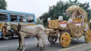 PETA India Billboard Campaign Urges Kolkata to Stop Horse Carriage Rides After Mare Death
