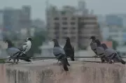 Pigeon Racing Banned in Ahmedabad After 2025 Air India Crash