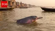 Pink Dolphins in India: Facts, Best Spots, and Conservation Status