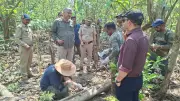 Poachers Poison Two Tiger Siblings in Haridwar Forest, One Arrested
