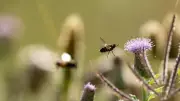 Pollinator Balcony Trend: Indian Gardeners Boost Urban Biodiversity