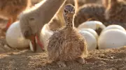Poop, Stomach Oil, Ostrich Eggshells Reveal Ancient Climate Secrets