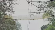 Primate Uses Canopy Bridge to Cross Rail Line at Assam Sanctuary: First Instance Worldwide, Says WII