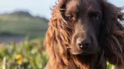 Prince William and Kate Introduce New Puppy Otto, an English Cocker Spaniel