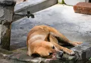Pune Sees Surge in Pet Heatstroke Cases as Summer Temperatures Soar