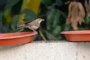 Pune's Birds Struggle as Urban Heat Threatens Survival Amid Record Summers
