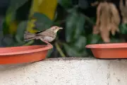Pune's Birds Struggle for Survival as Urban Heat Intensifies