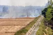 Punjab Farm Fires Cross 7,000 Mark Despite Crackdown