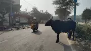 Punjab Gau Sewa Commission Directs Shifting of Stray Cattle to Gaushalas in 4 Months