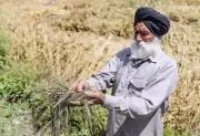 Punjab Halts 53% Crop Loan Hike After Cooperative Banks' Objections