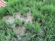 Punjab Holds State-Level Online Session on Rice Dwarfing Disease
