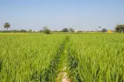 Punjab Launches Cash Incentive Scheme to Promote Crop Diversification Among Farmers
