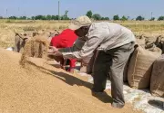 Punjab wheat procurement nears completion with 97.5% arrivals