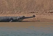 Punjab Wildlife Department Launches Cross-Border Gharial Rescue Mission
