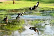 Rain to Bring Relief to Chandigarh from Thursday, IMD Predicts Showers