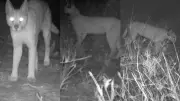 Rajasthan Launches Caracal Conservation Campaign with Radio Collar Tracking